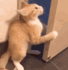 猫咪晚上总是想进卧室,猫咪大晚上总是钻沙发底下怎么办