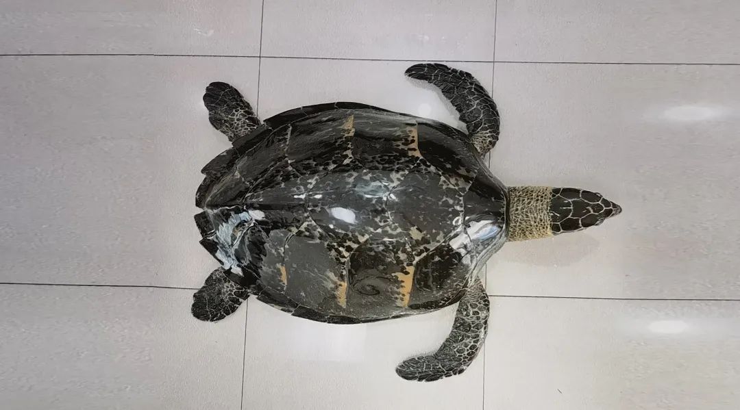 玳瑁镇宅判了多少年,玳瑁木雕为什么违法