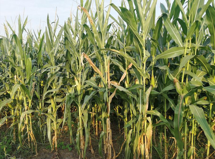 白露这天打雷下雨有什么说法,今年白露是哪天有什么说法