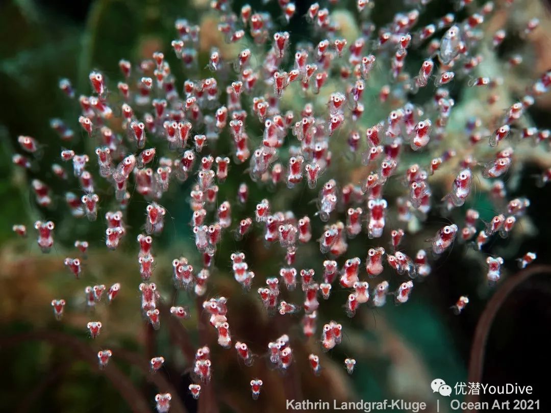 大海水下摄影作品欣赏,oceanart