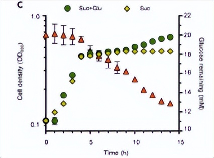 绿脓杆菌如何培养,绿脓杆菌做什么项目培养