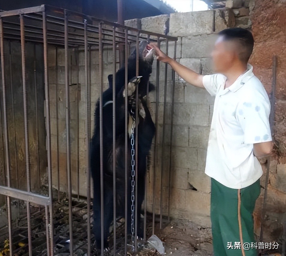 小黄毛捡到一只小狗,15年前村民捡到一只小狗