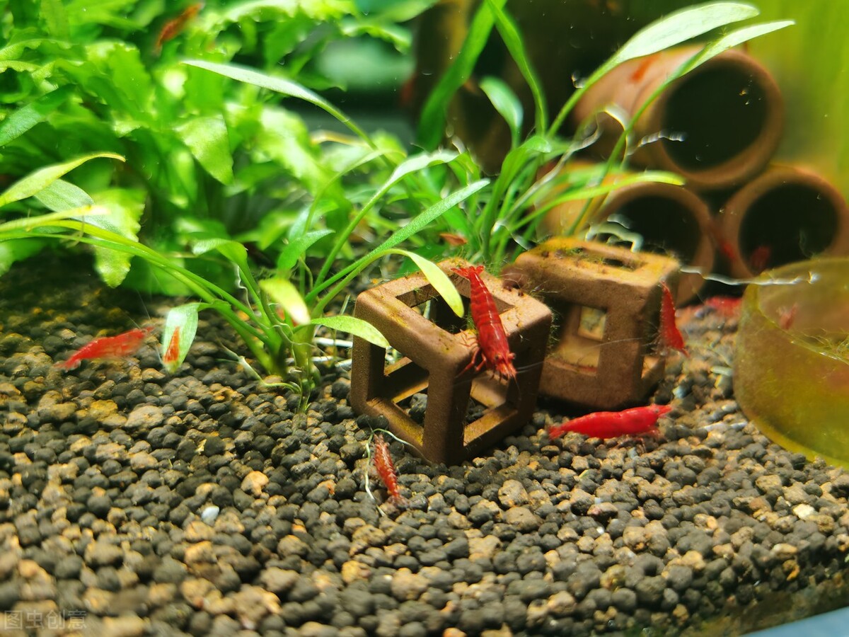 虾爆缸怎么办,怎么让虾爆缸