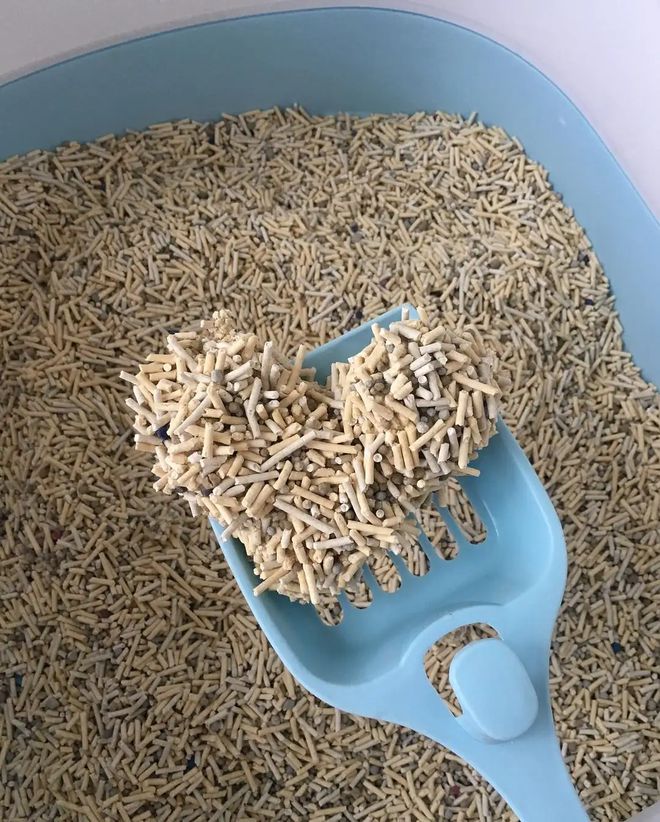 猫砂怎么选?一款好的猫砂,才不会被猫咪“拒收”,使用更持久