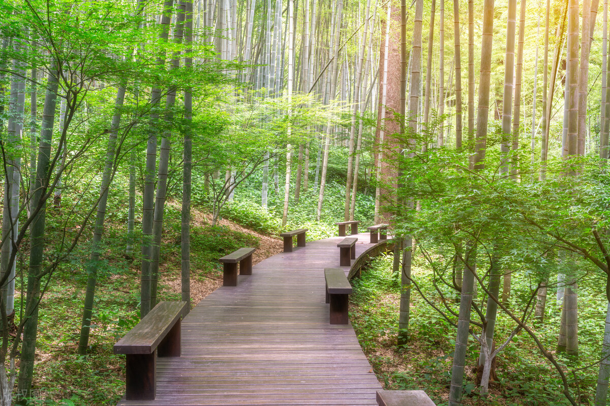 清韵翠竹诗词,古诗词竹影唯美名句