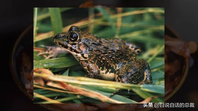 龙虾青龙和花龙区别,龙虾也是生物为什么我们要吃它