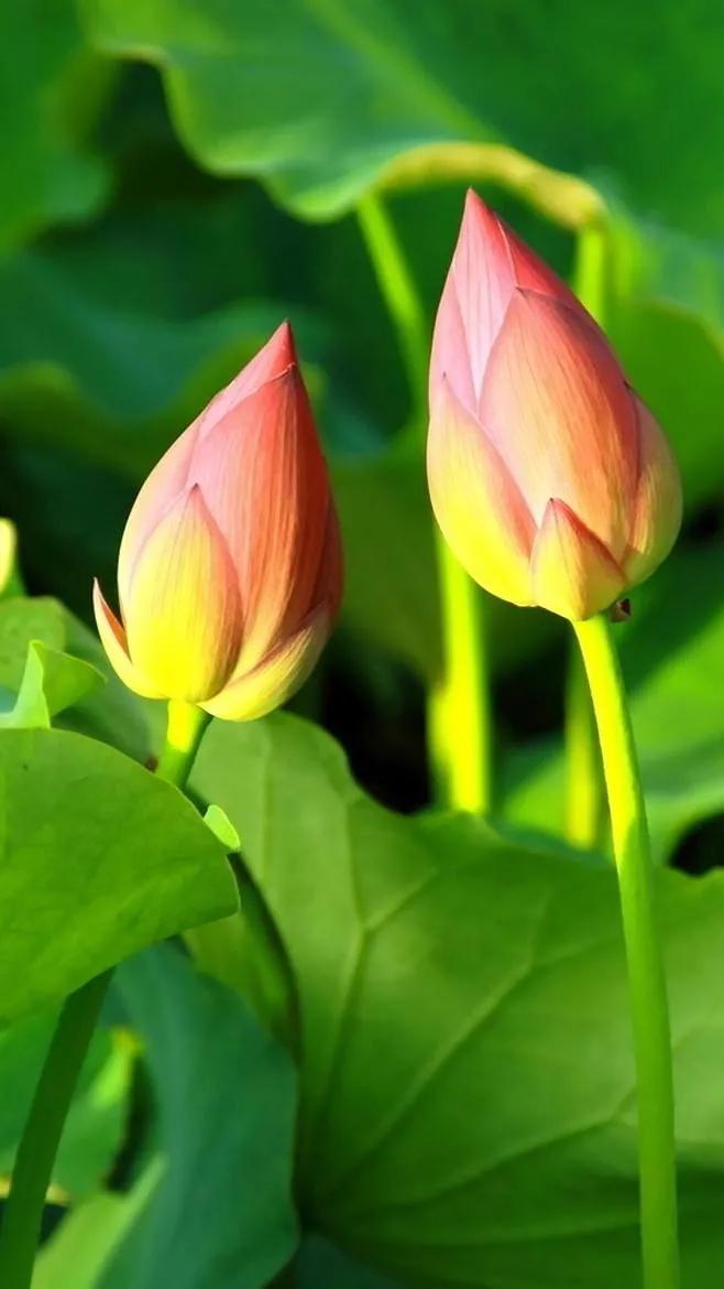 漂亮美丽的荷花壁纸,雨中荷花壁纸荣盛城