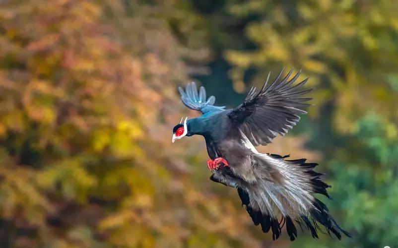 陕西农村出现巨型怪鸟,巨型鸡长500斤