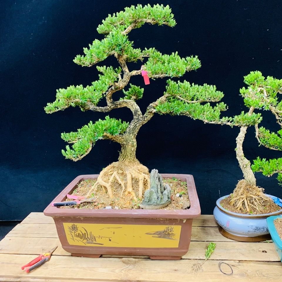 家有三树十宅九富是真的吗,家里有大树十有九富