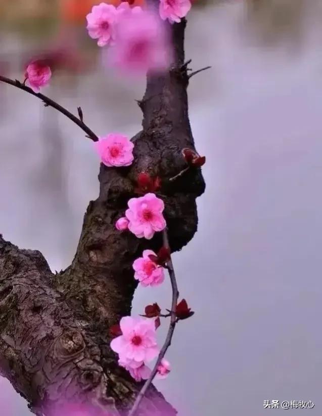 紫石金麟|咏梅七律三十韵②（二叠韵合集）