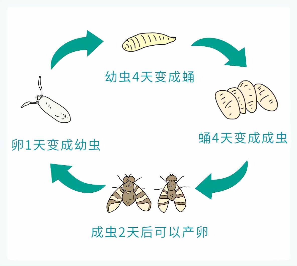 春天了家里好多虫子怎么办,春天来了家里有很多小虫怎么办