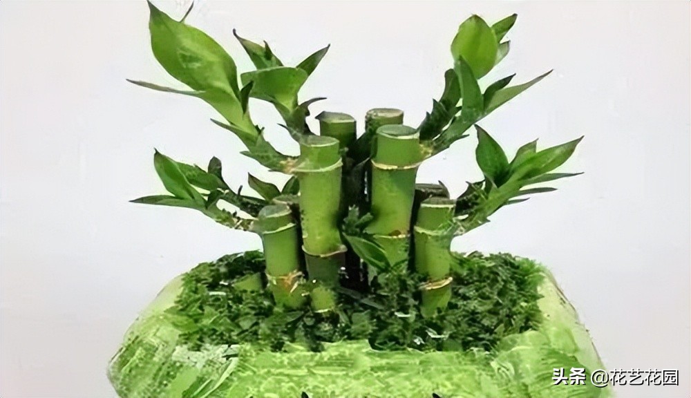 属猪家里养几根富贵竹招财,富贵竹客厅里面放几根招财