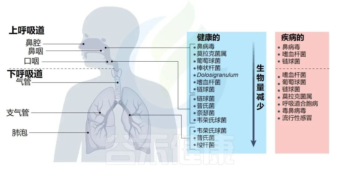 早期呼吸道感染和免疫发育决定终生肺部健康