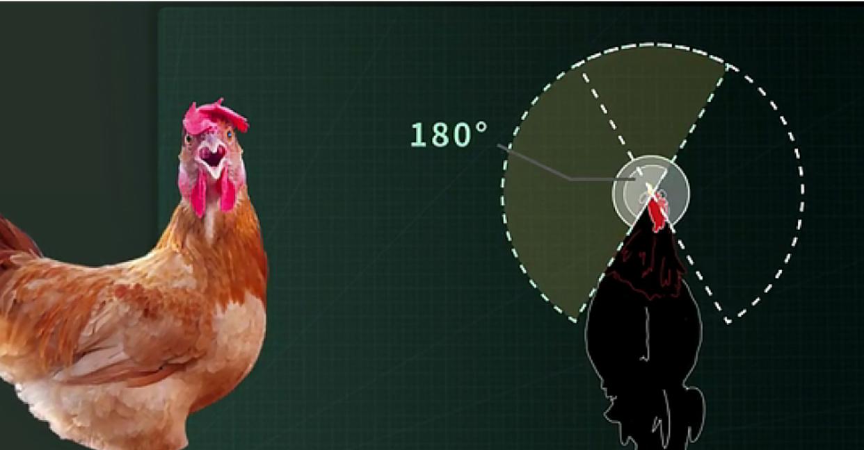 云台防抖是通过鸡头的原理,云台防抖是通过鸡头的原理吗