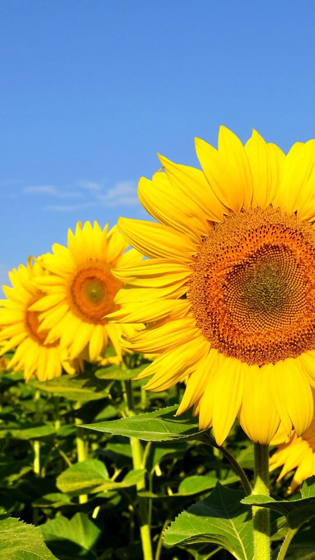 世界各国国花一览表,南美洲各国国花