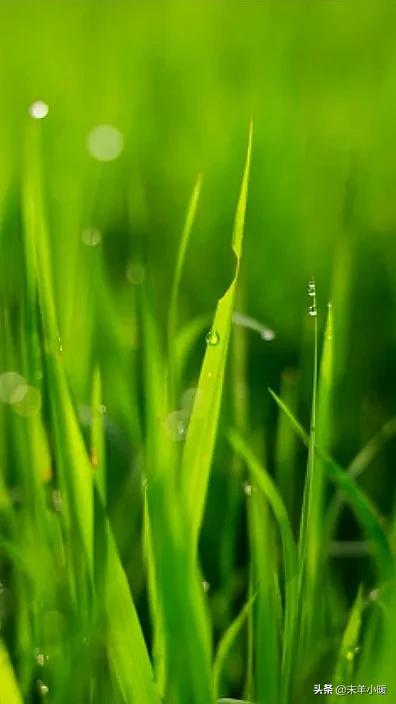 最美的手机壁纸大全,养眼养心的壁纸