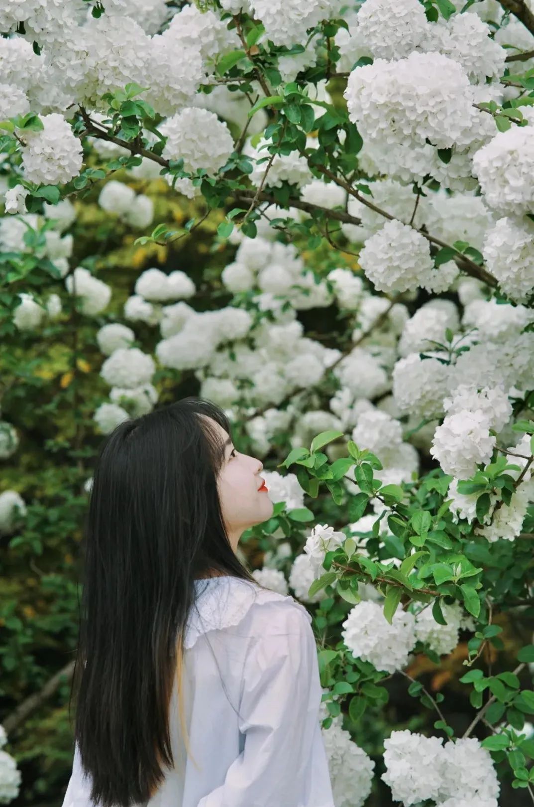 提前盛开！成都市区这个被偏爱的宝藏地又上新，即将刷爆全网