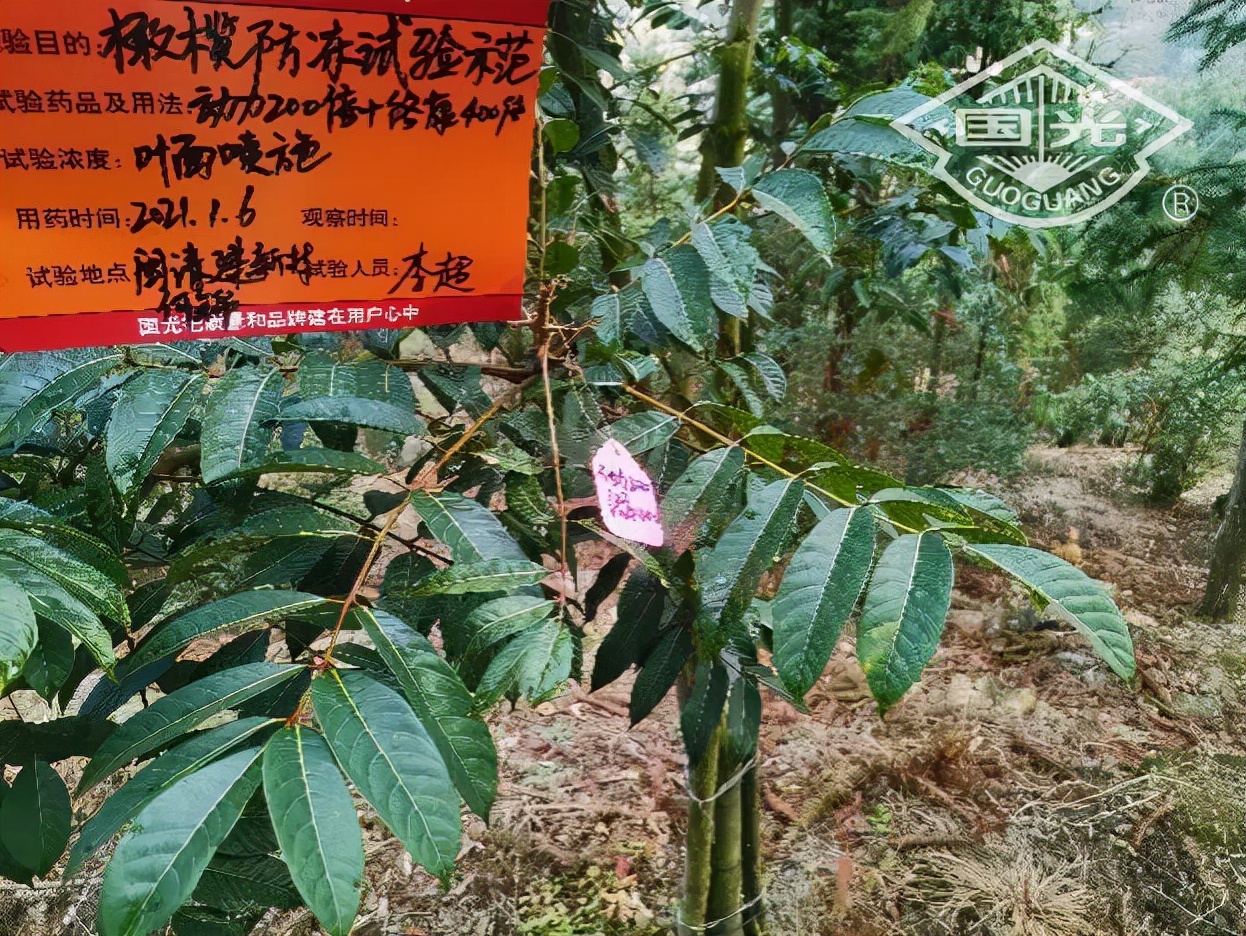 橄榄保暖,橄榄防冻害