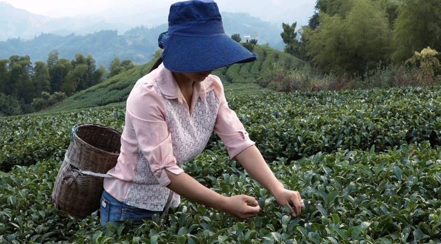 三江侗族景区,三江县黄金产茶区新闻