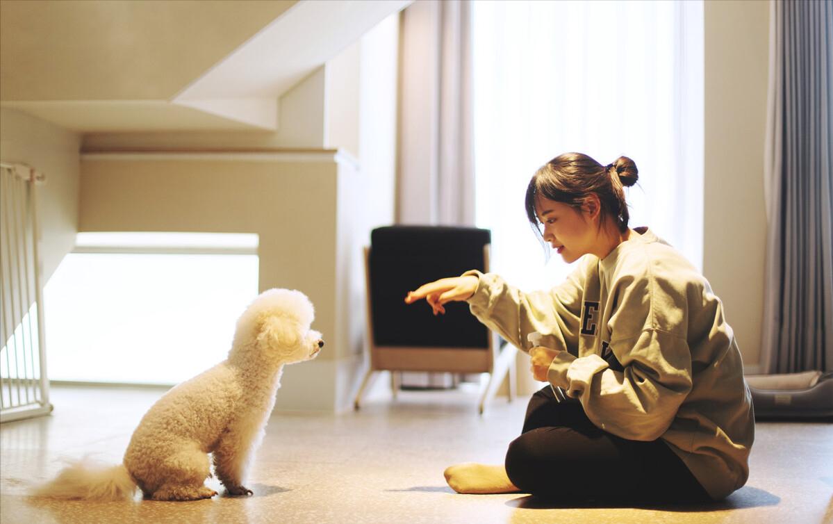 养比熊需要注意什么问题,养比熊要注意什么问题