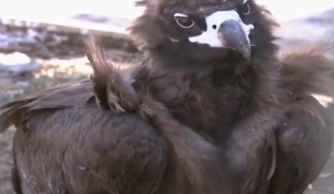 辽宁男子救助秃鹫,沈阳救助秃鹫