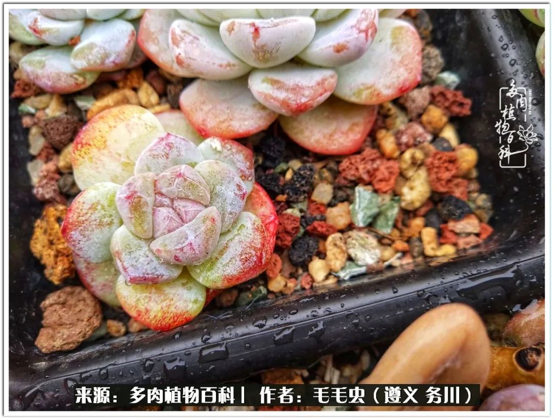 多肉可抵岁月,多肉之花语