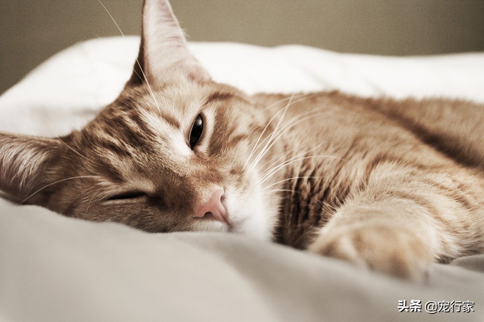 猫咪为什么总是突发尿闭,猫咪突然不自主尿是什么原因