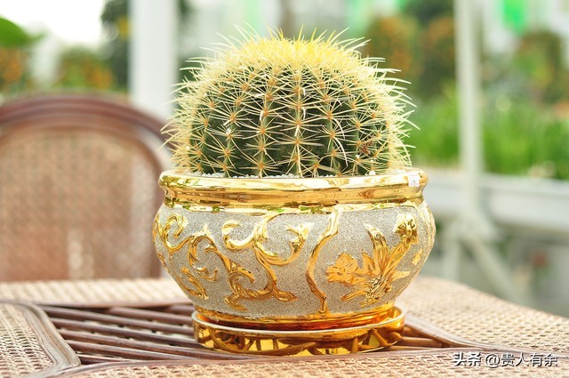 家中花卉的摆放,背景墙花卉摆放