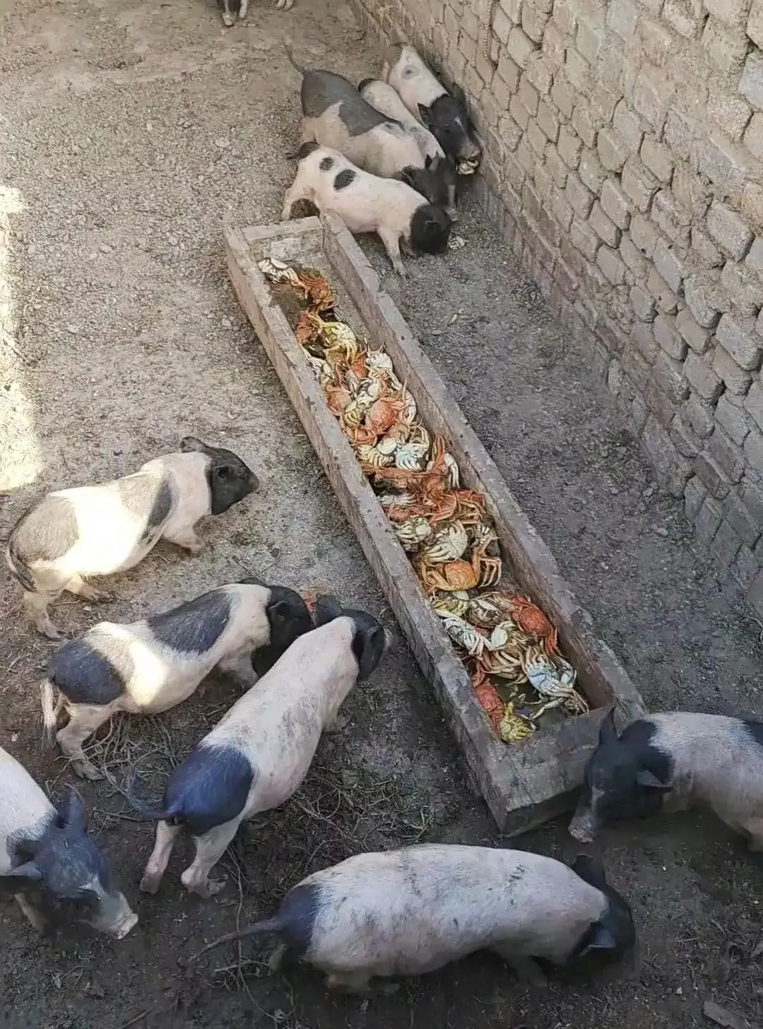 螃蟹价格10元一斤,螃蟹价格60元一斤