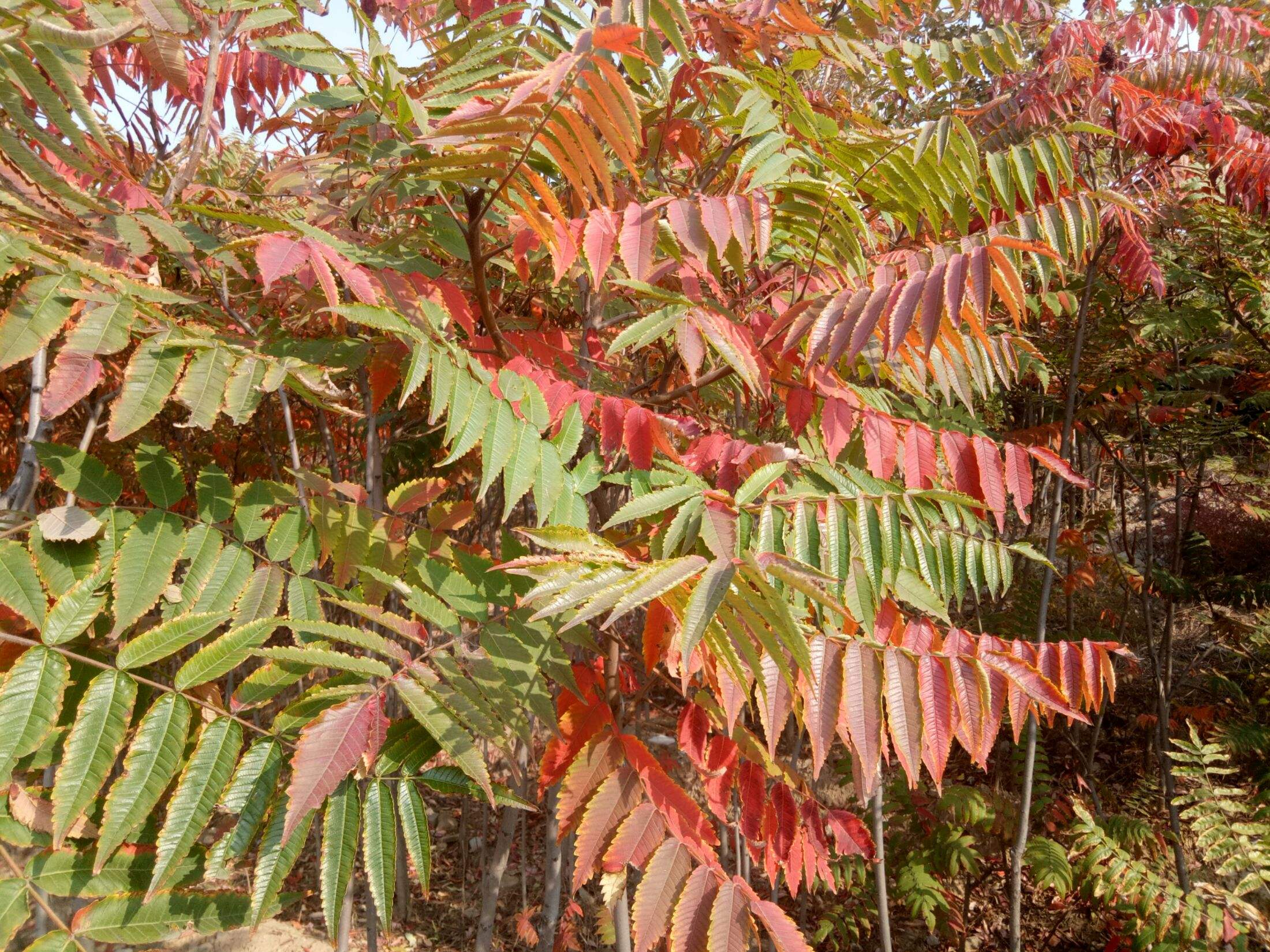 门前院子里种树有什么讲究,门前种树有什么风水禁忌呢