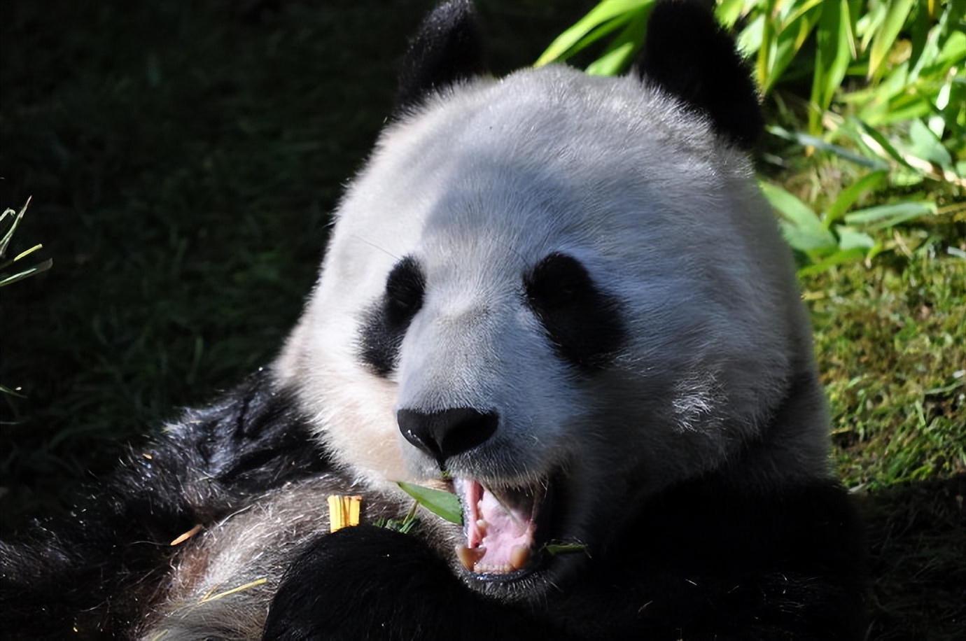 不高的高高和他不白的老婆白云——91年出生的童颜女神大熊猫白云