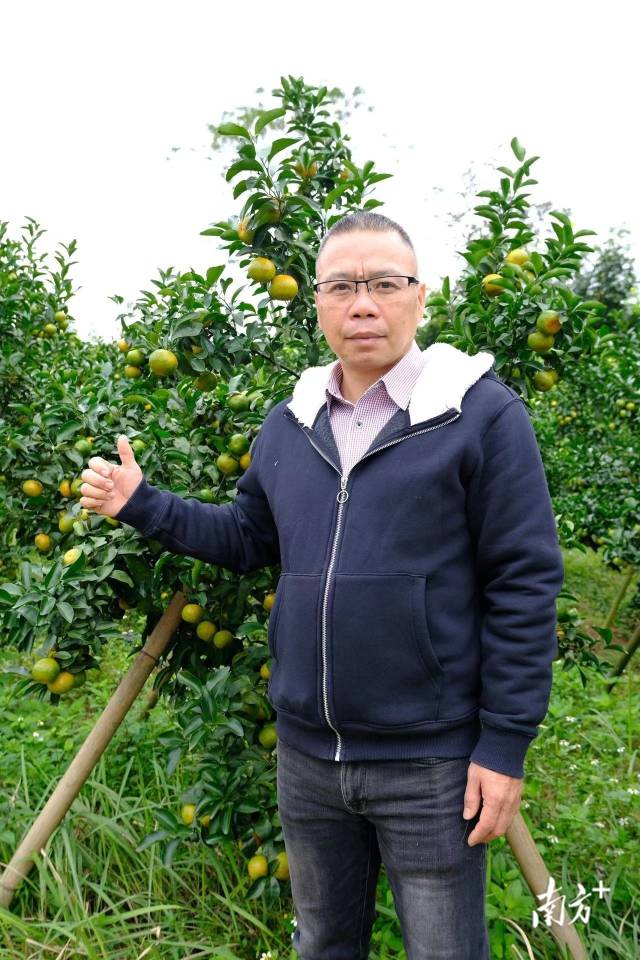 四会正宗沙糖桔是纯甜的吗,四会沙糖桔有没有籽