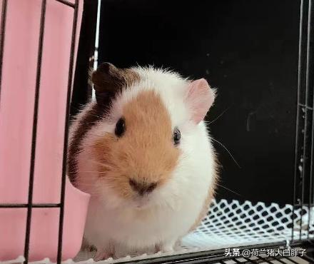 荷兰猪脚趾头肿了怎么办,荷兰猪的前爪肿了是因为什么