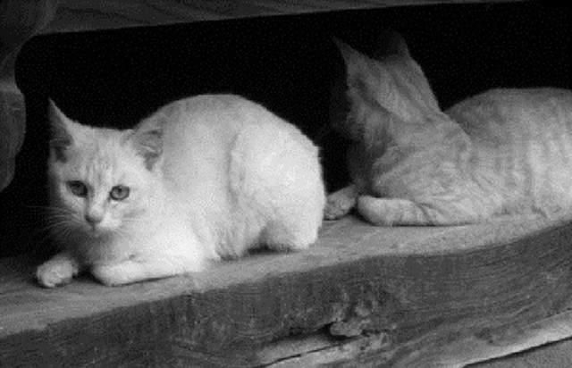 为了猫咪戒烟,为了猫咪健康最好喂什么