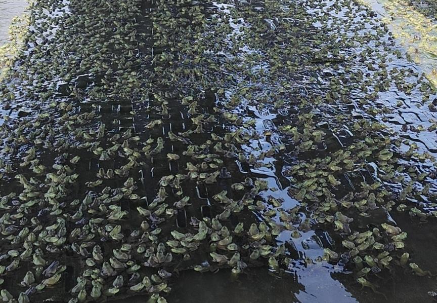 牛蛙腹水病最佳治疗方法,牛蛙腹水病图片大全