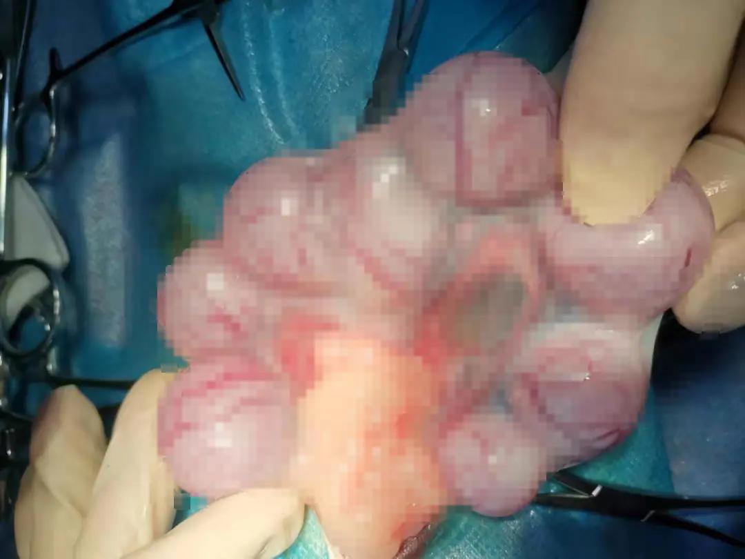 “猫咪发情，可以用棉签帮它爽爽吗？”