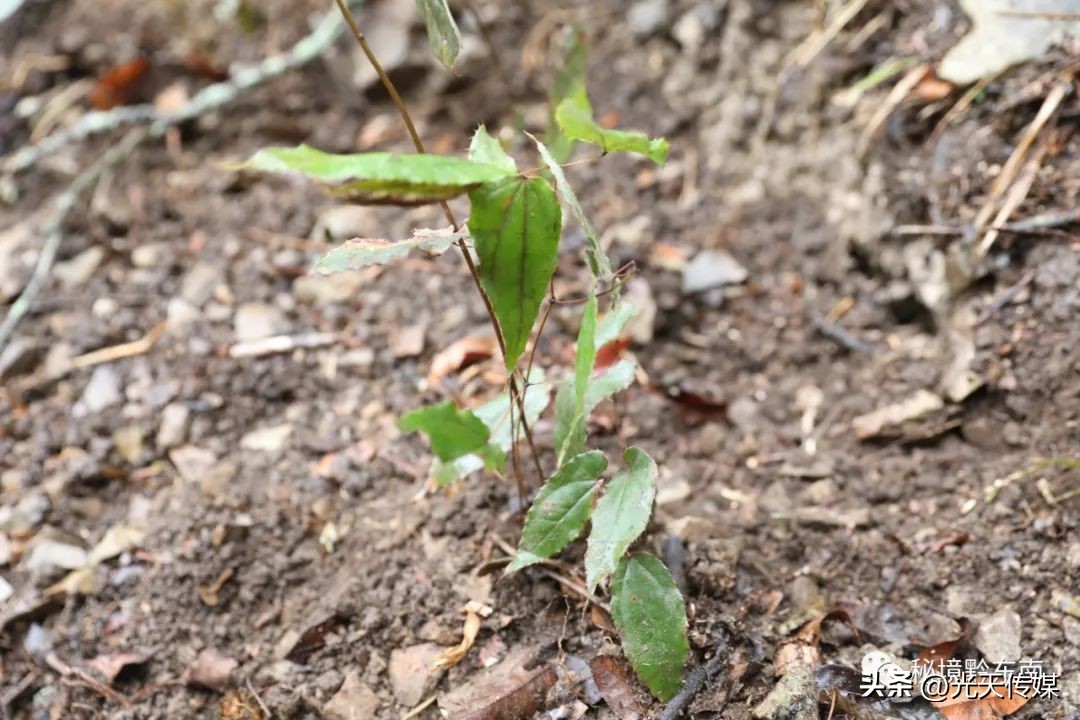 贵州春暖大地农事忙,春耕促生产春暖备耕忙