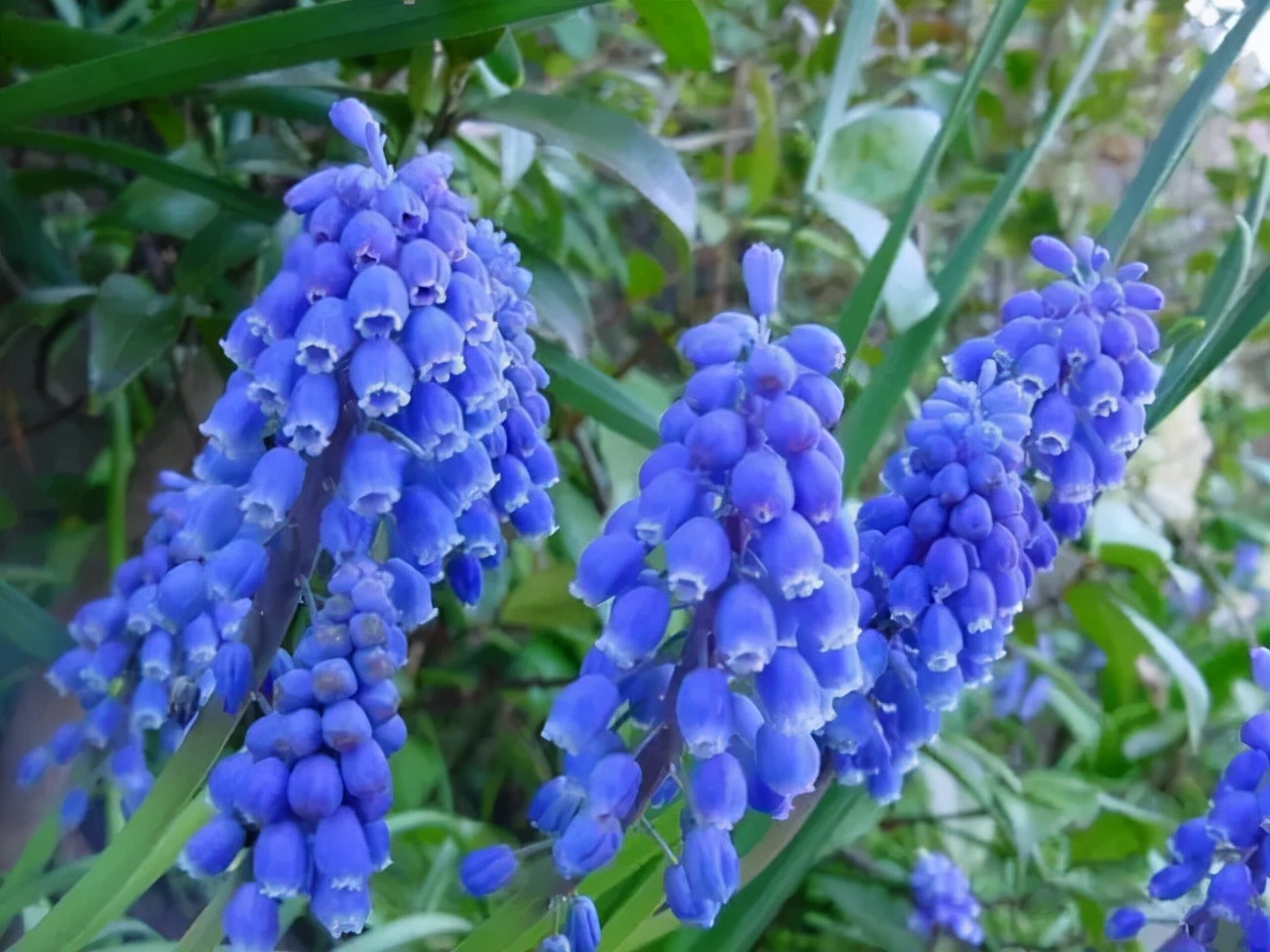 百种鲜花图片欣赏,十种最美丽的鲜花