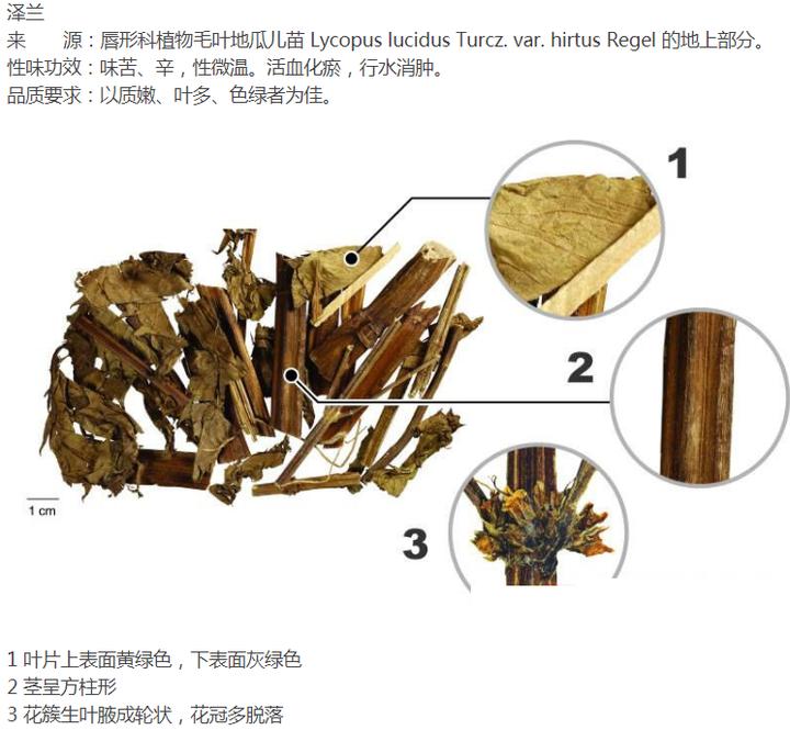 带你识别仙鹤草,带你识别茜草