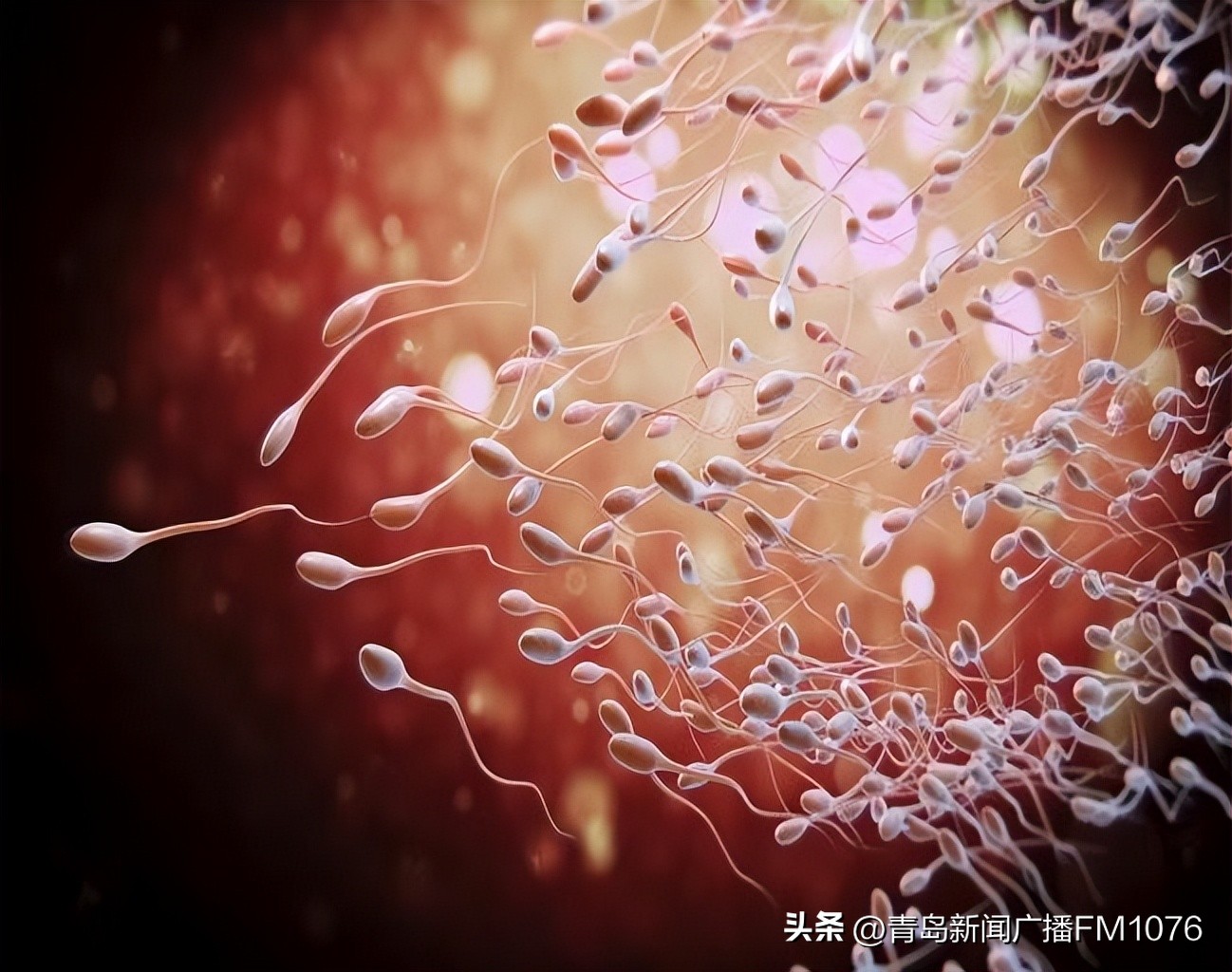 揭秘试管婴儿孕育全过程,试管婴儿诞生原理