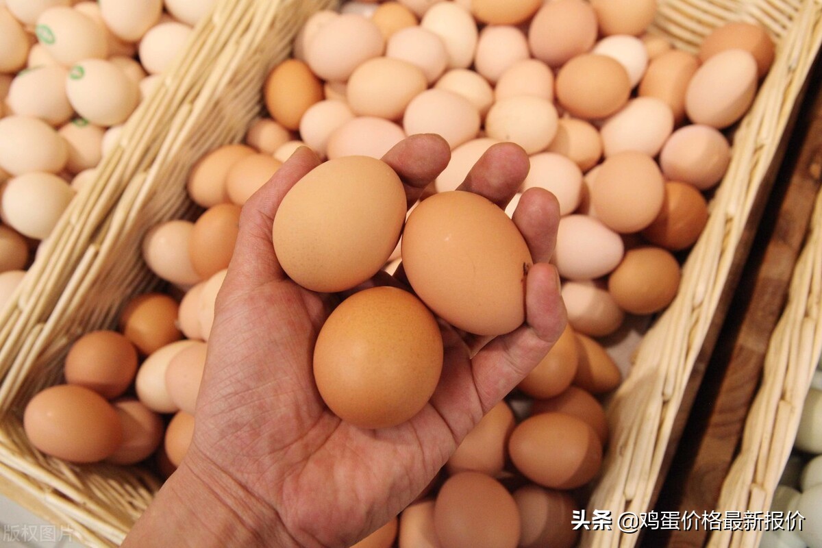 2023鸡蛋价格今日,2023年4月鸡蛋价格