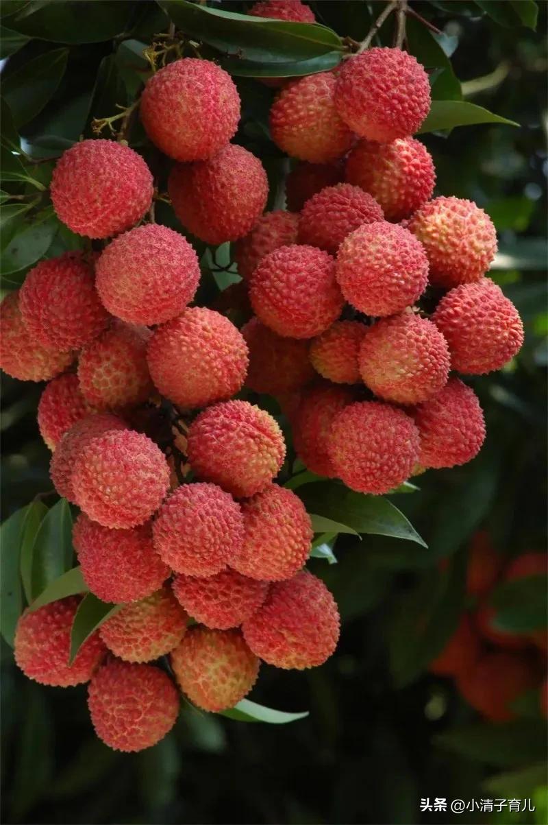 孕妇孕期可以多吃水果吗,孕妇怀孕吃很多水果