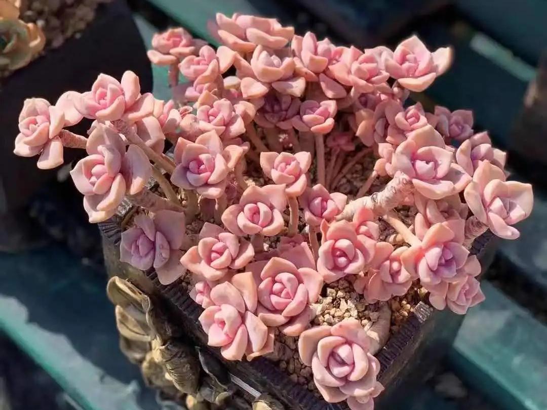 多肉彩虹糖和紫乐有啥区别,彩虹糖多肉和紫乐多肉的区别