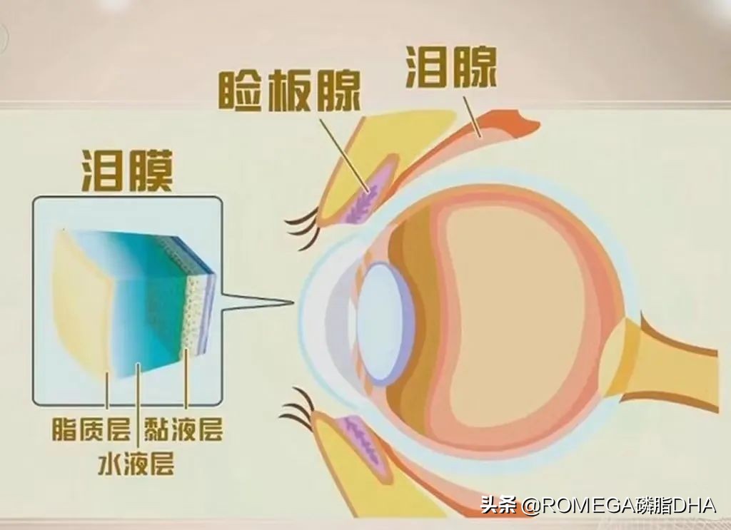 手机不离手导致视力下降,睑板腺功能障碍最坏后果