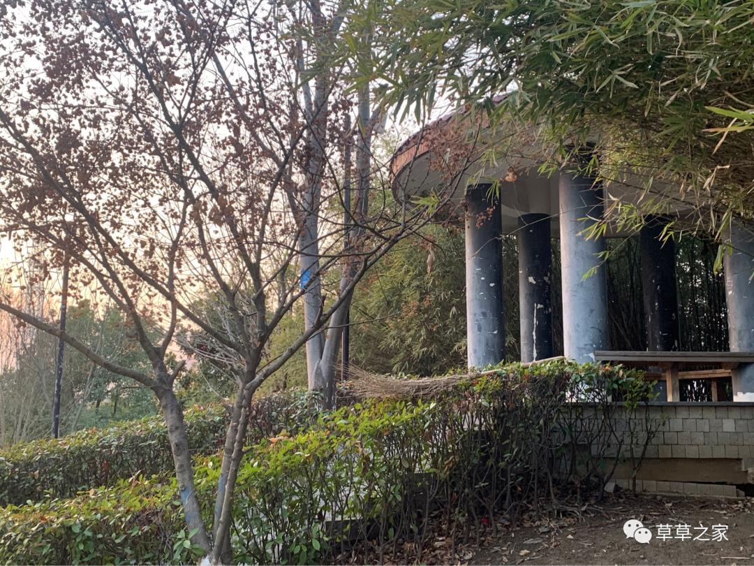 合肥一中有一个后花园，你进去玩过吗？早春里的一中后花园