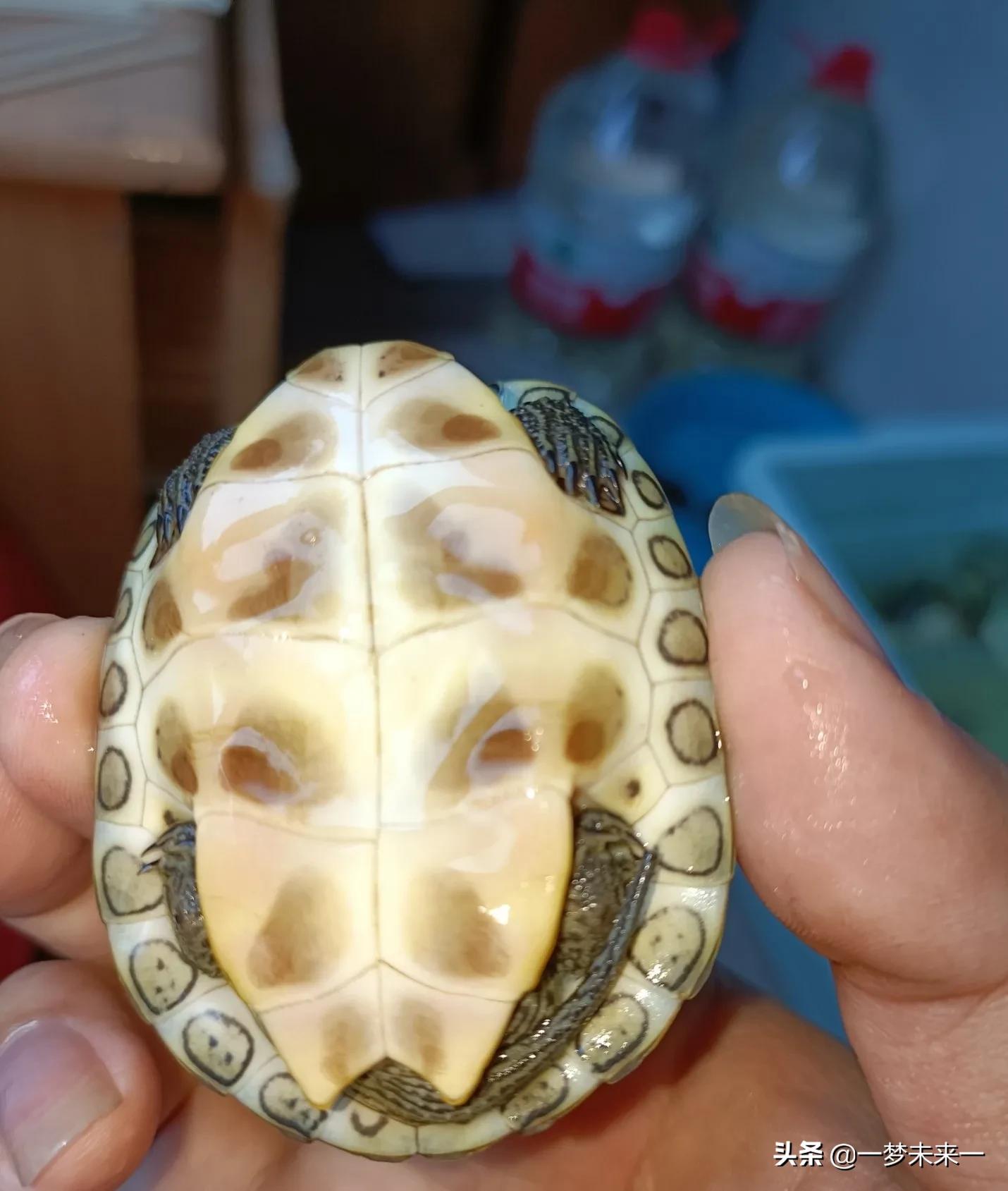 成体花龟环境布置,怎么给花龟布置半水半陆环境