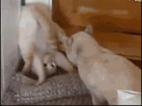 猫胀气放屁原因有哪些,猫咪肚子胀气一直放屁