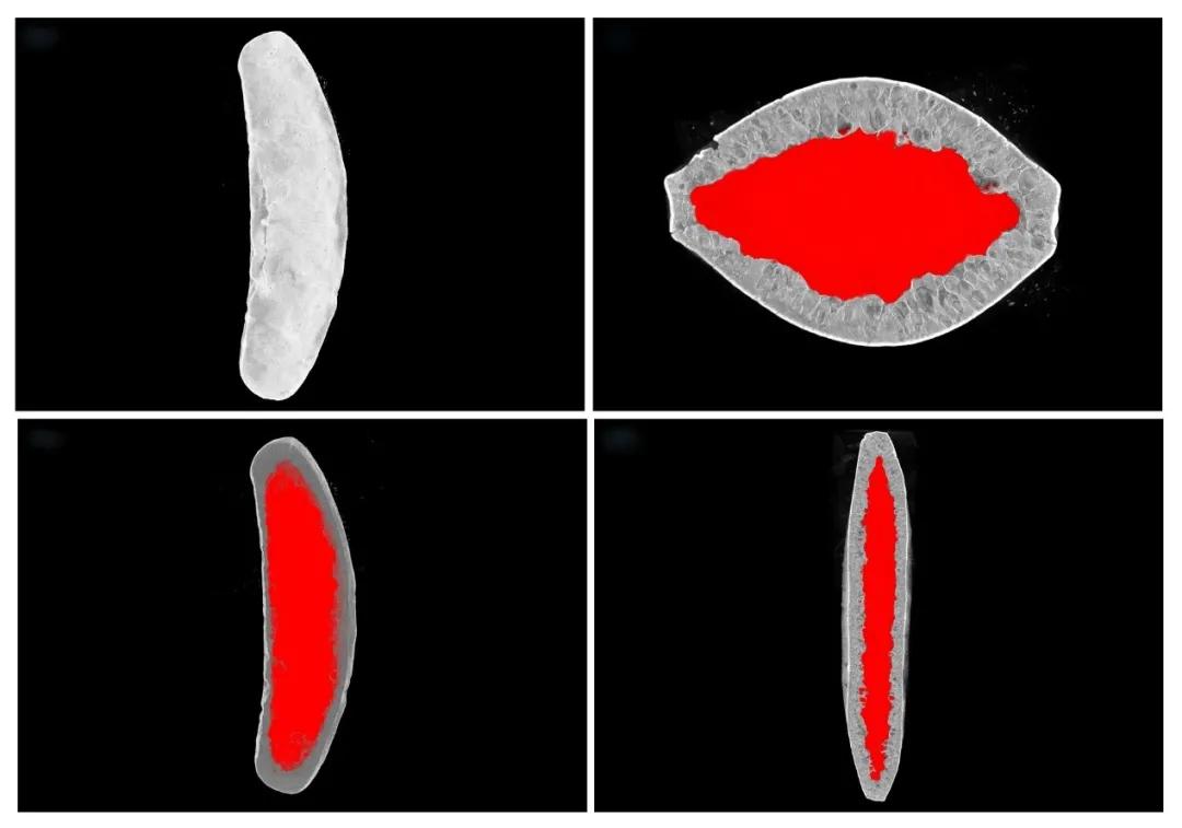 从火爆的国民零食到太空食品，一粒米的花式玩法还有多少可能性？