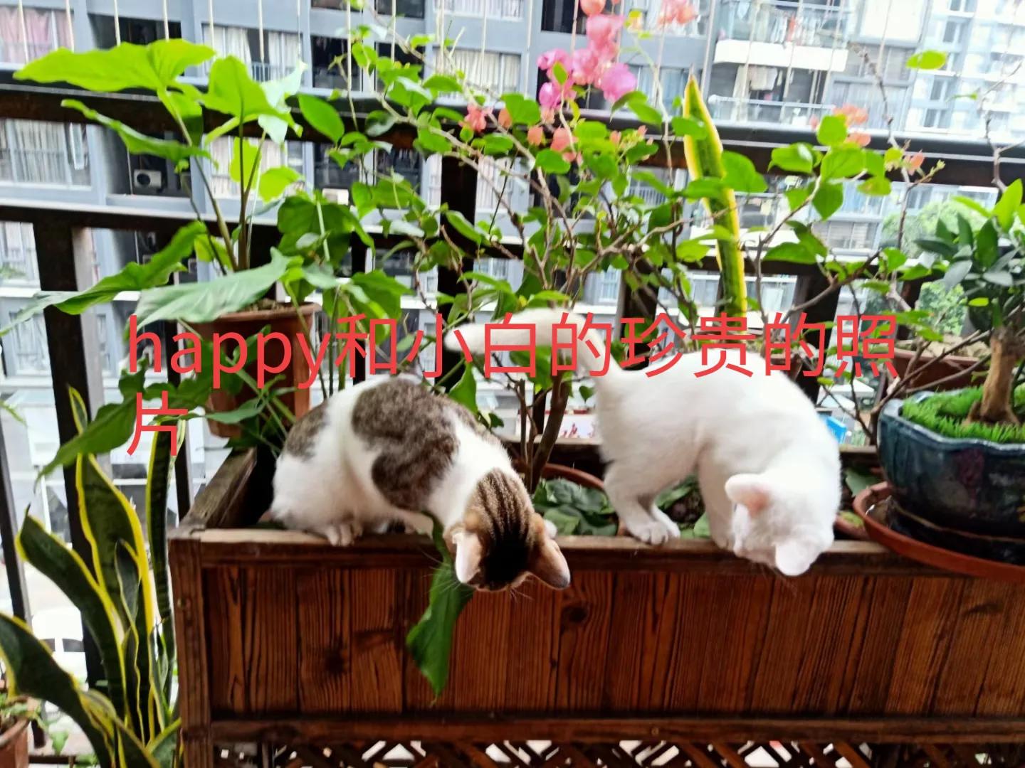 happy鎴戠殑濂冲鎻掓洸,浣爃appy鎴戜篃happy