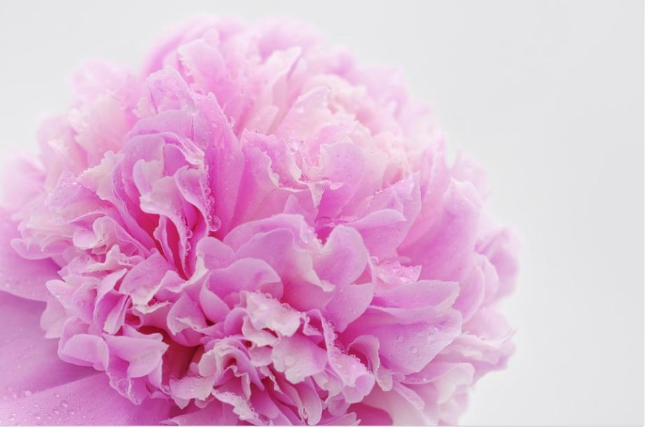 每日一花2.5：芍药：凡卉与时谢，妍华丽兹晨